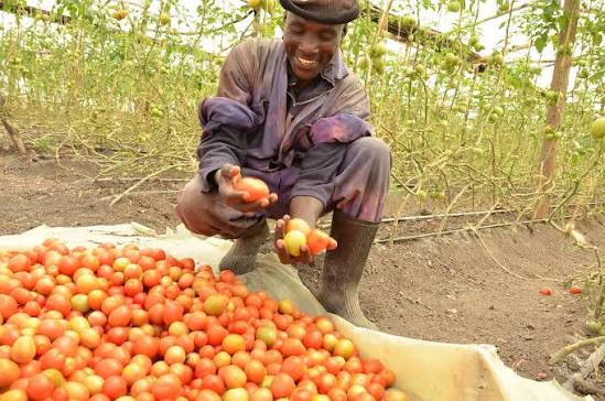 Tomato Jos Secures $2.5m To Expand Nigeria’s Local Tomato Processing